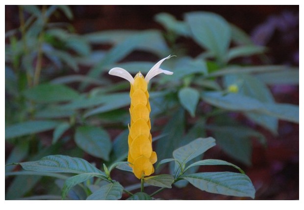 Yellow flowers, Goiania, Brazil