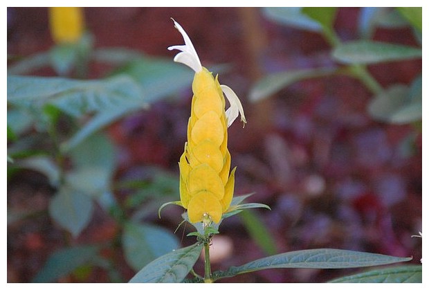 Yellow flowers, Goiania, Brazil