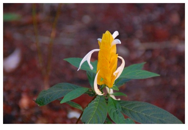 Yellow flowers, Goiania, Brazil