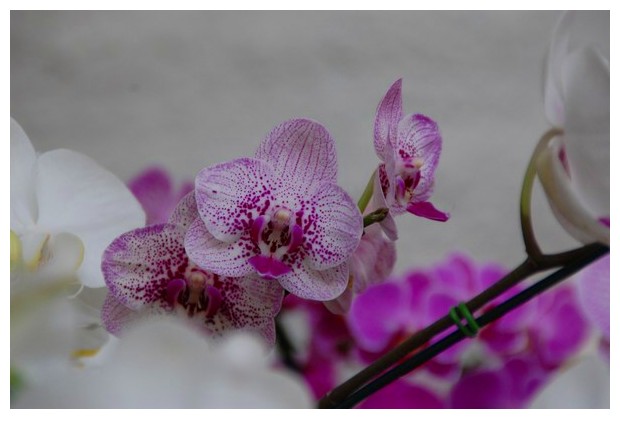 Orchids of different colours, Brazil