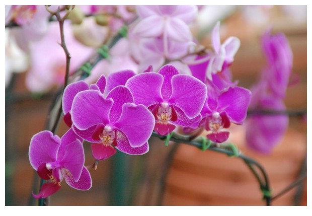 Orchids of different colours, Brazil