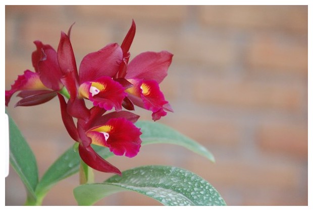 Orchids of different colours, Brazil