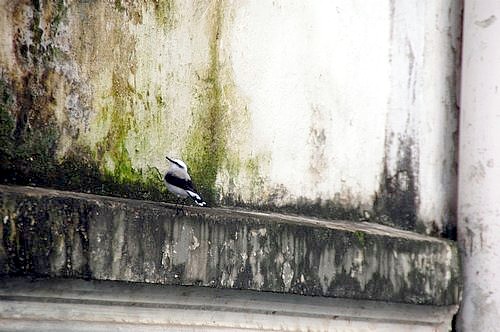 A bird in the psychiatric prison-hospital, Brazil