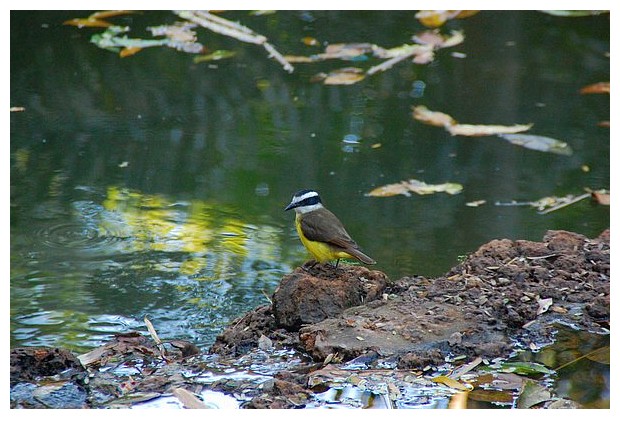 Brazilian bird with yellow belly and black stripes on head