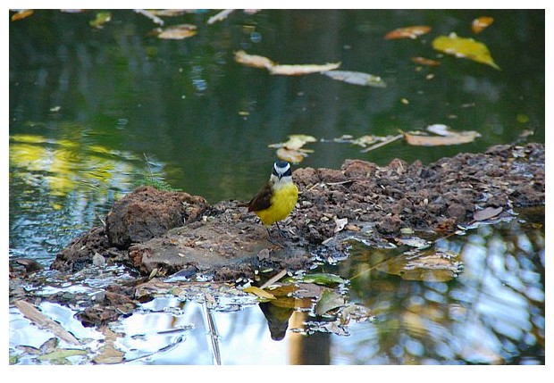 Brazilian bird with yellow belly and black stripes on head