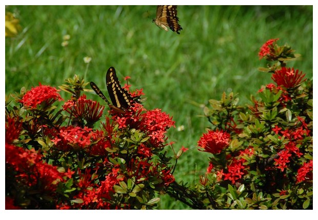 Butterflies Papilio paeon, Brazil, South America