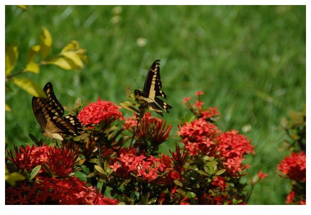 Butterflies Papilio paeon, Brazil, South America