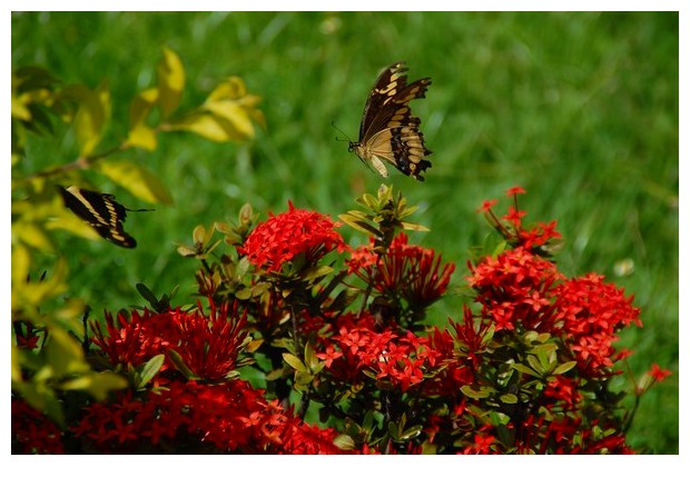 Butterflies Papilio paeon, Brazil, South America