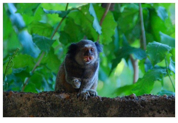 Mico Estrella - small monkey from central-north Brazil