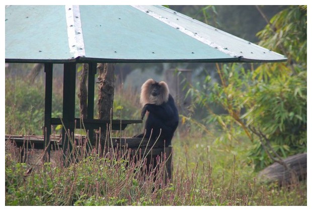 Lion tailed macaque from Delhi zoo