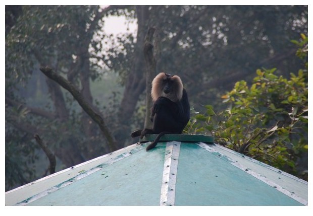 Lion tailed macaque from Delhi zoo