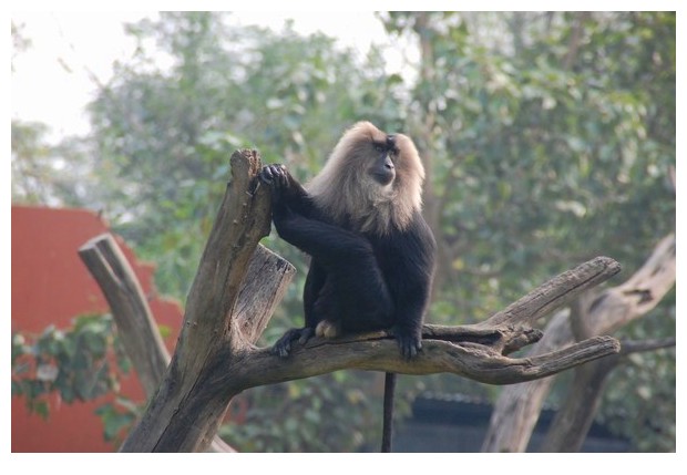 Lion tailed macaque from Delhi zoo