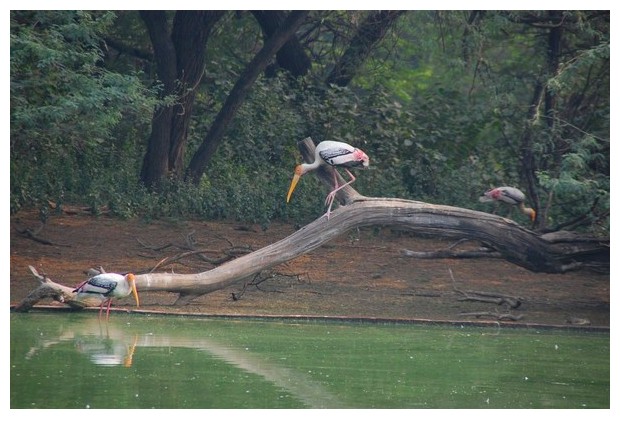 Painted storks in Delhi zoo, India