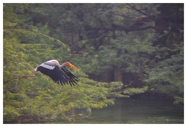 Painted storks in Delhi zoo, India