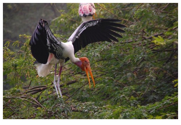 Painted storks in Delhi zoo, India