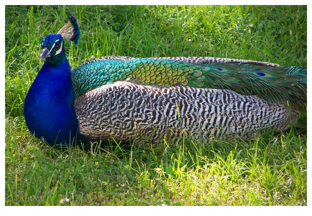 Dancing peacock in gardens of UN Building in Geneva