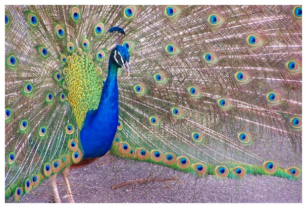 Dancing peacock in gardens of UN Building in Geneva