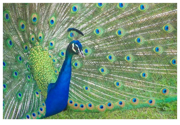 Dancing peacock in gardens of UN Building in Geneva