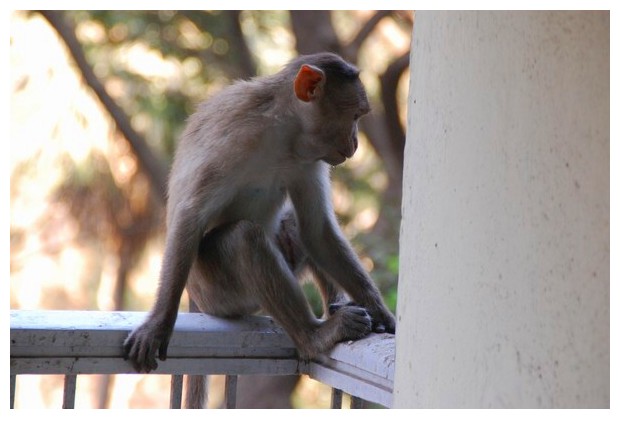 Monkey near SG national park,Borivili east