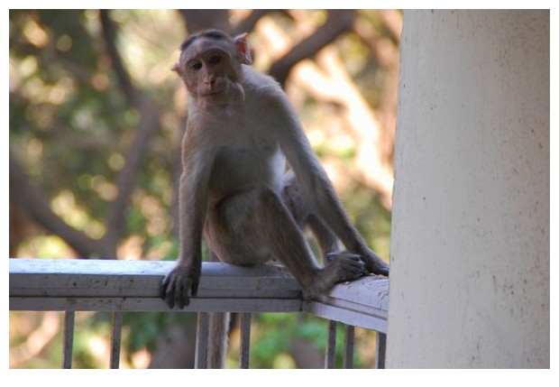 Monkey near SG national park,Borivili east