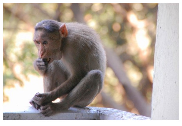 Monkey near SG national park,Borivili east