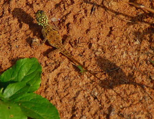 Lizard, Abuja Nigeria