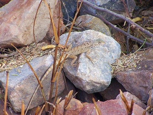 Lizard, Mehrauli, Delhi, India