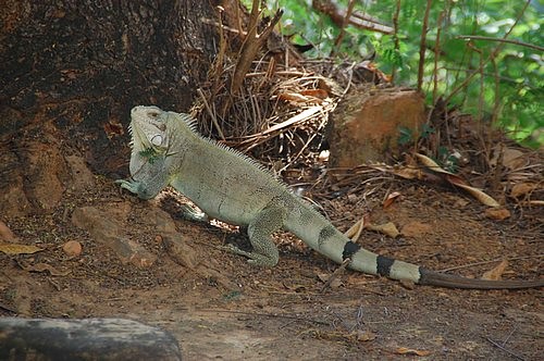 Iguana, Porto Nacional, Brazil