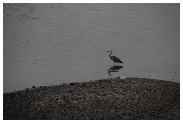 Grey heron, thames, London