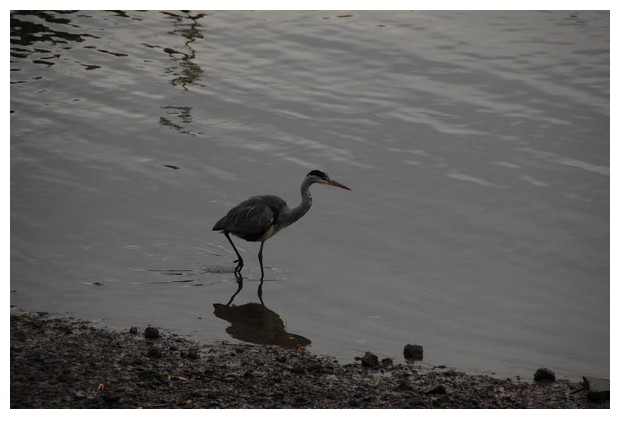 Grey heron, thames, London