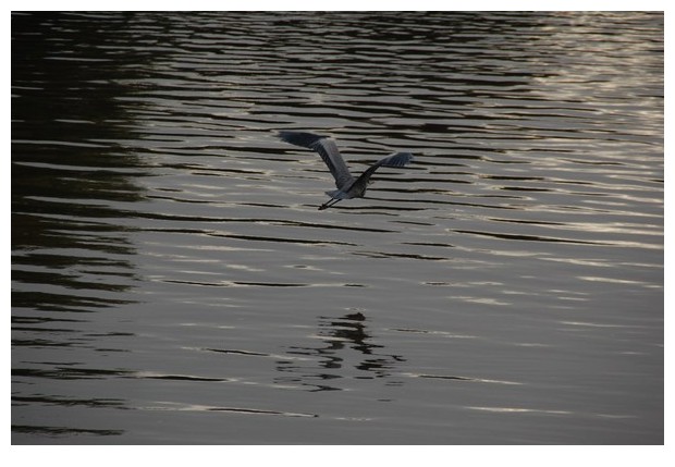 Grey heron, thames, London
