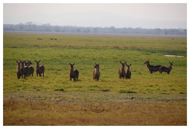 Antelopes in Gorongoza national park, Mozambique