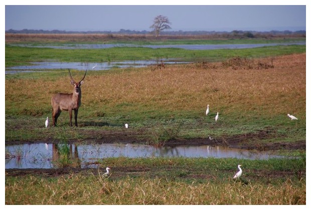 Antelopes in Gorongoza national park, Mozambique