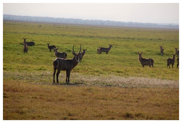 Antelopes in Gorongoza national park, Mozambique