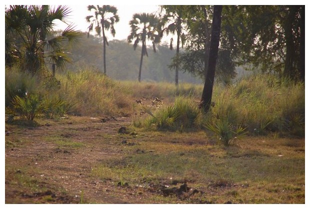 Yellow baboons, Gorongoza national park, Mozmabique