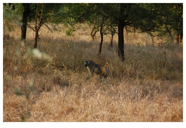 Yellow baboons, Gorongoza national park, Mozmabique