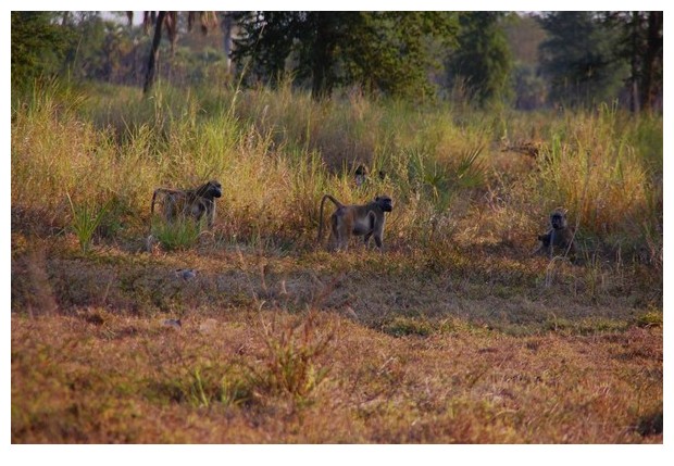Yellow baboons, Gorongoza national park, Mozmabique