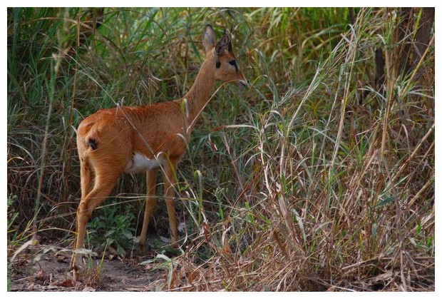 Impala deer, Gorongoza national park, Mozambique