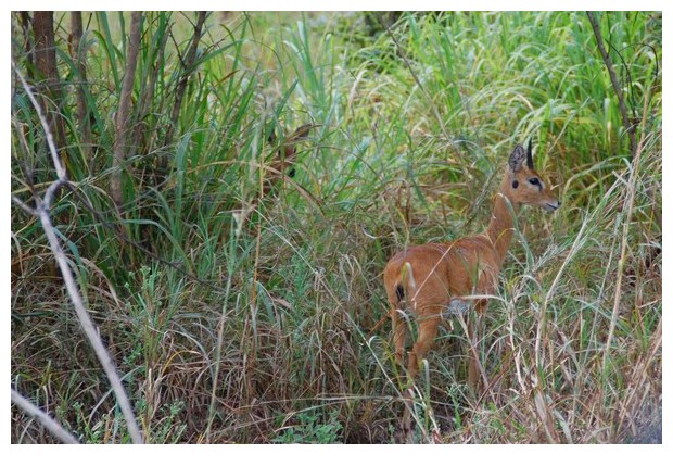 Impala deer, Gorongoza national park, Mozambique