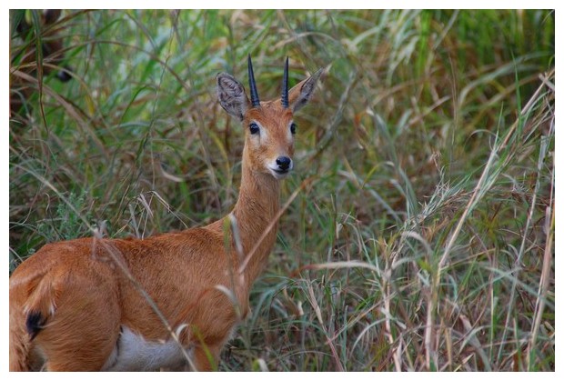 Impala deer, Gorongoza national park, Mozambique