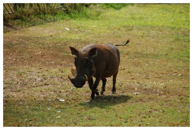 female wild pig, Gorongoza wild life park, Sofala, Mozambique