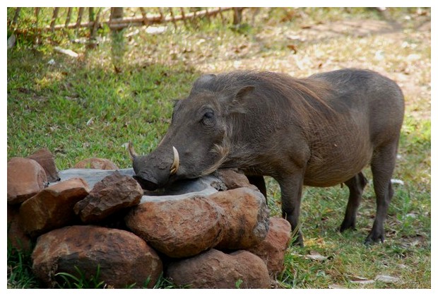 female wild pig, Gorongoza wild life park, Sofala, Mozambique