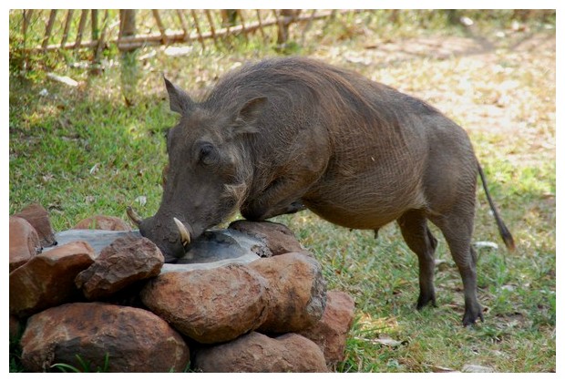 female wild pig, Gorongoza wild life park, Sofala, Mozambique