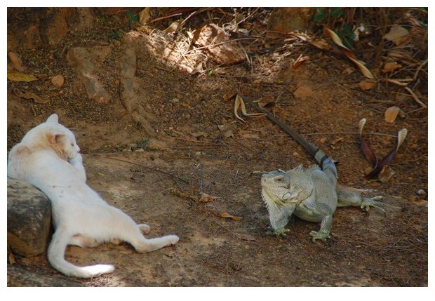 Iguana & a cat, Porto Naçional, Tocantins, Brazil, image by Sunil Deepak