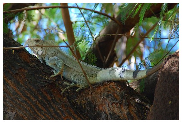 Iguana, Porto Naçional, Tocantins, Brazil, image by Sunil Deepak