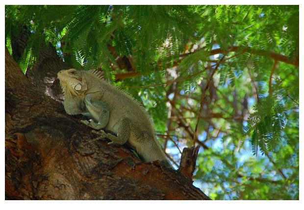 Iguana, Porto Naçional, Tocantins, Brazil, image by Sunil Deepak