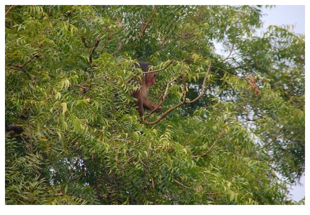 Stump tailed macaque monkey from India in Delhi zoo