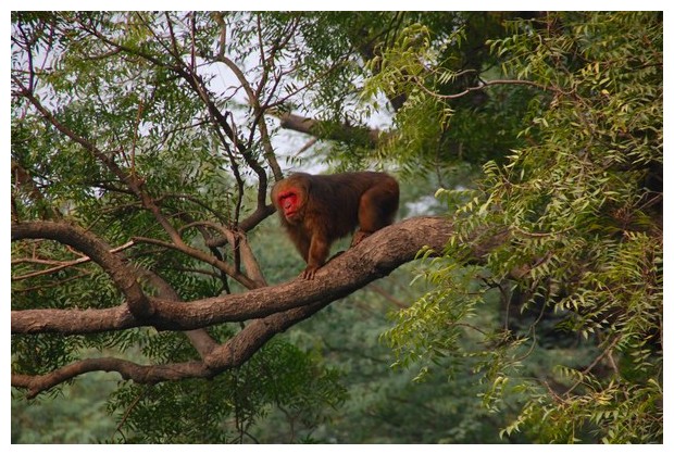 Stump tailed macaque monkey from India in Delhi zoo