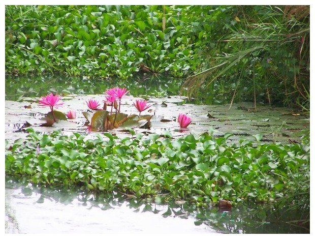 Water hyacinth and lilly in Hue, Vietnam