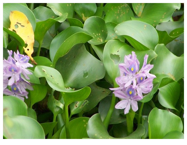 Water hyacinth in Hue, Vietnam